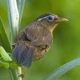 hwa-mei-bird hwa-mei-bird