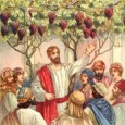 vineyard vineyard